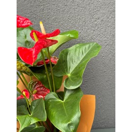 BÜYÜK KIRMIZI ANTORYUM ÇİÇEĞİ